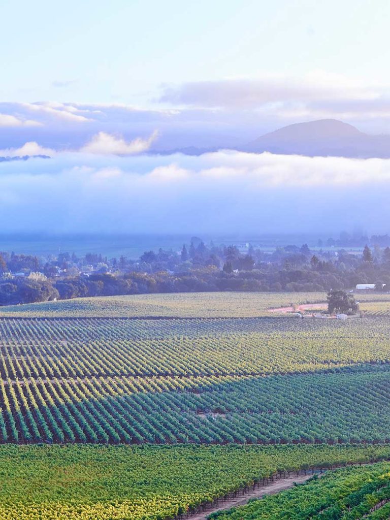 Chandon Winery in Napa Valley, California
