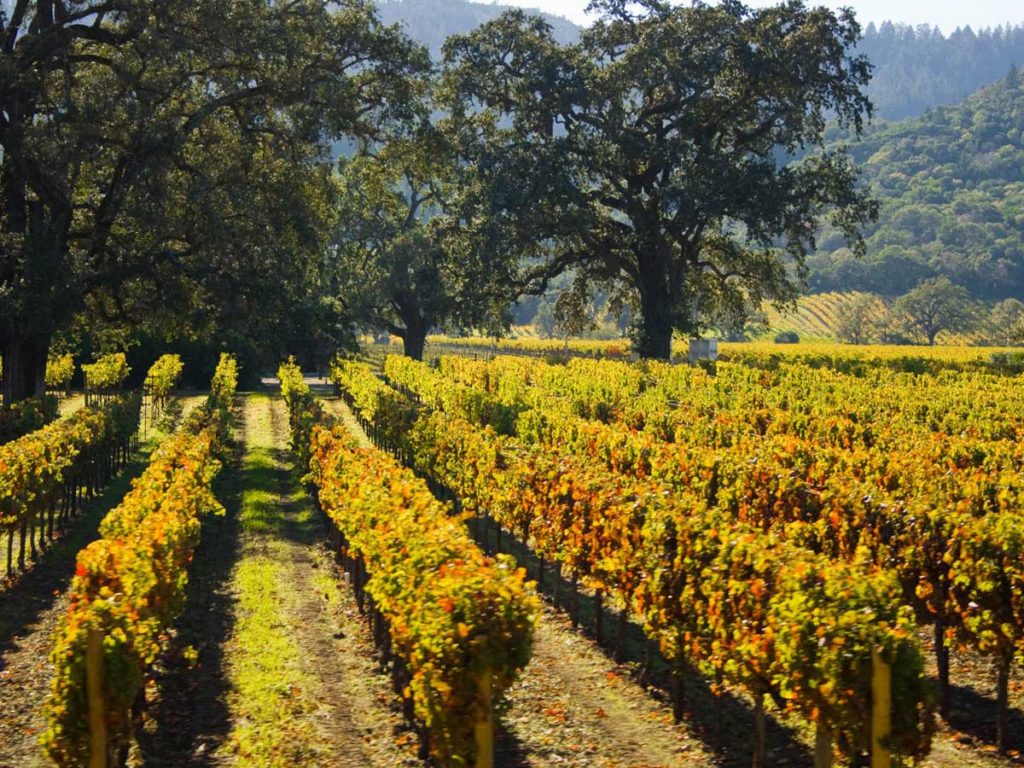 Napa Valley Vineyard rows of grapes in Napa Valley, California