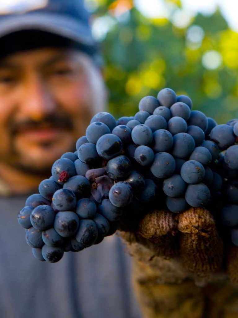 Wine making grapes in Napa Valley, California