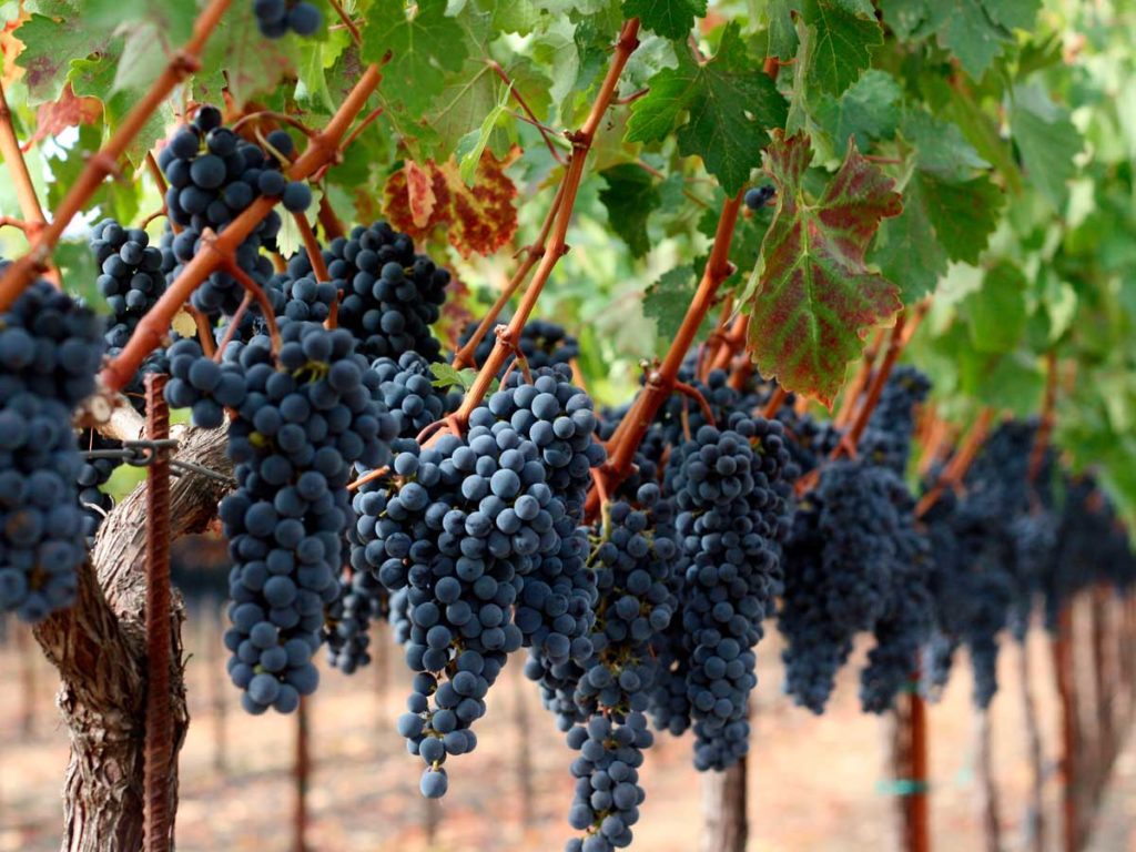 Grapes on vines in Napa Valley Vineyard