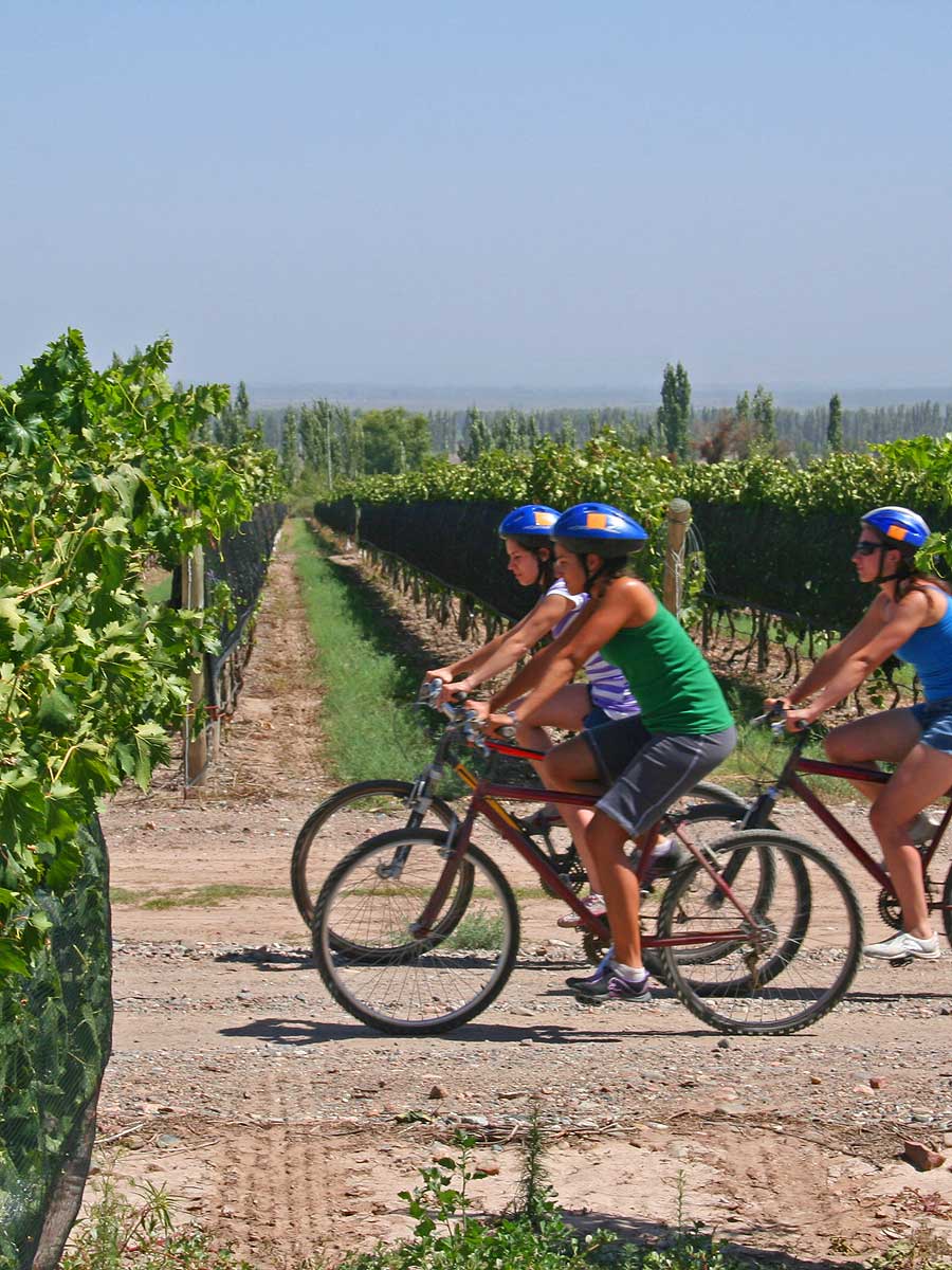 Napa Valley Vineyard Bike Tour