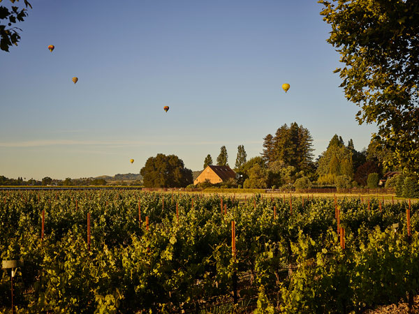 Napa Valley Vineyards and Hot Air Balloons