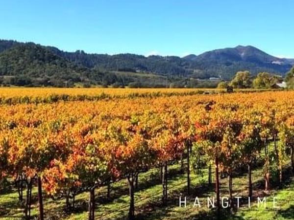 Fall Vines.