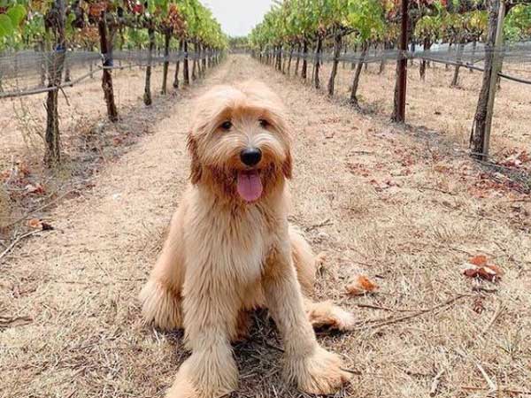 Cute Dog In The Winery.