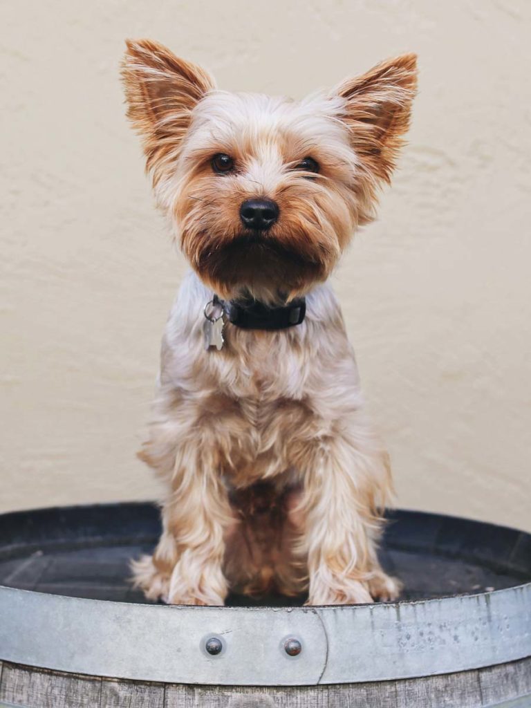 Dog On A Barrel.