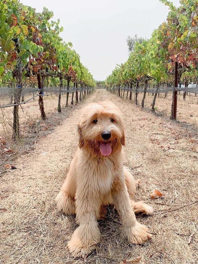 Cute Dog In A Vineyard.
