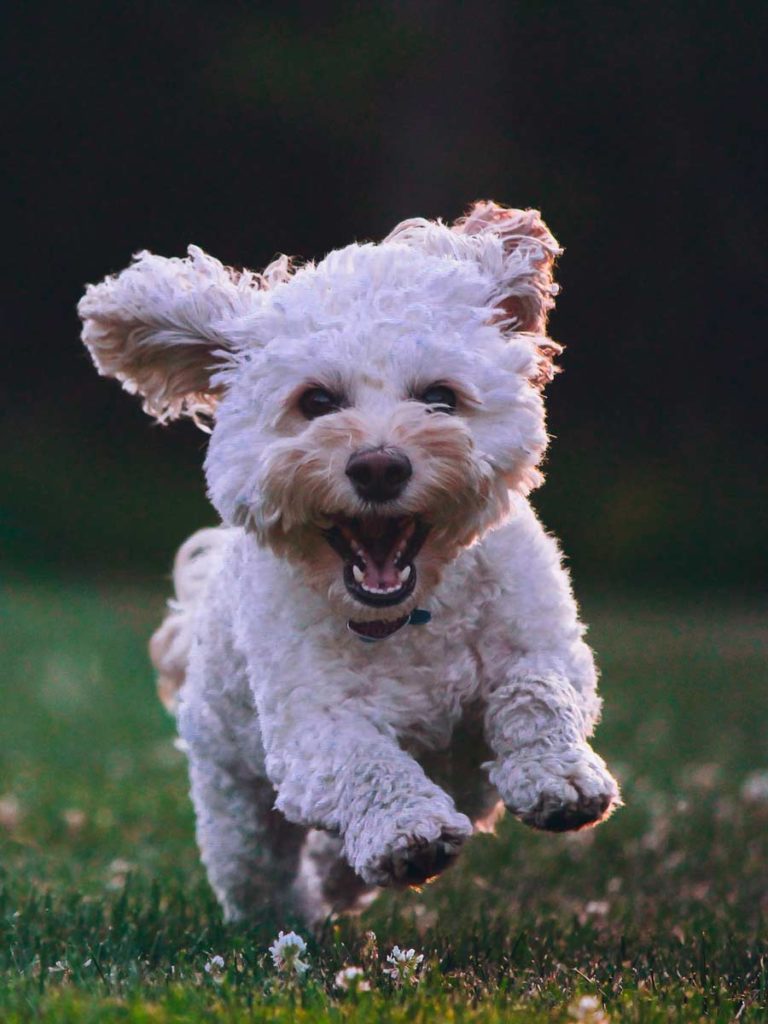 Dog Running In Grass.