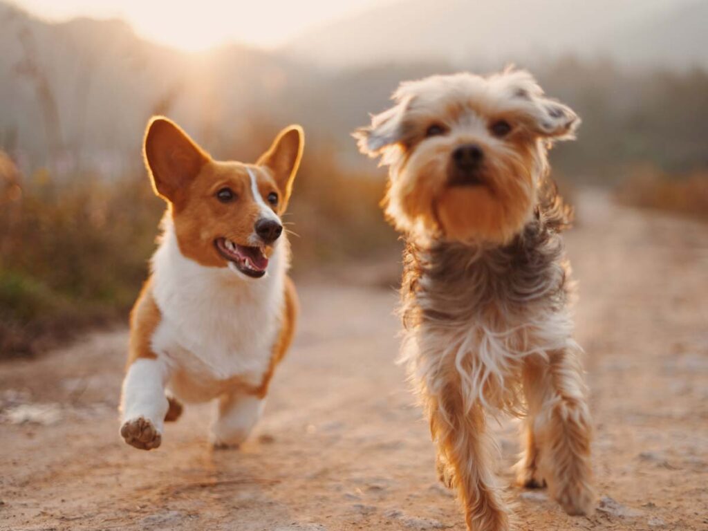 Running Dogs.