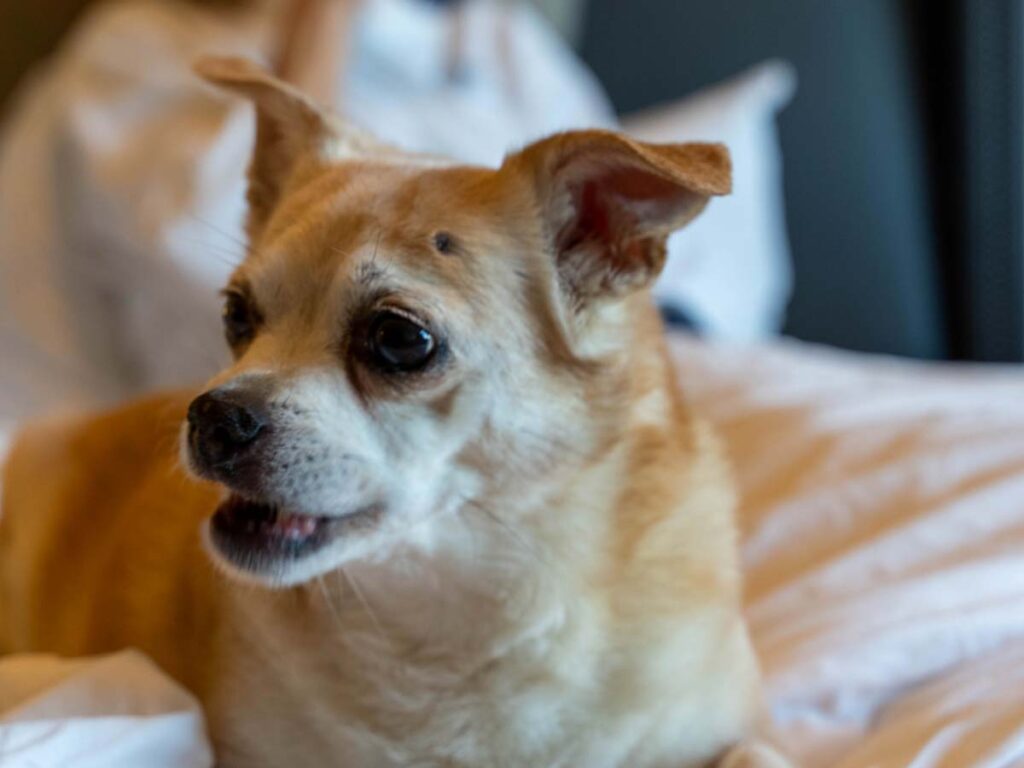 Dog On A Guestroom Bed.