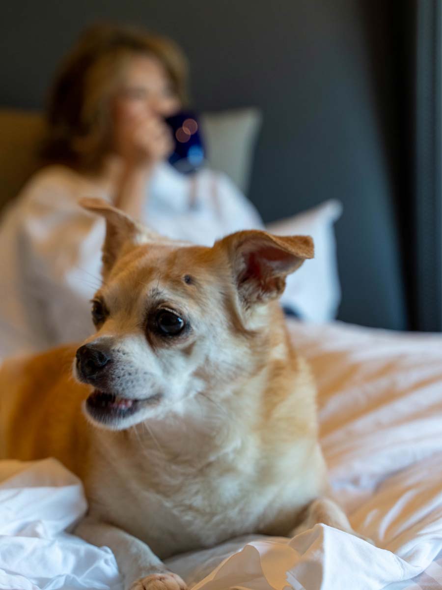 Dog On A Guestroom Bed.