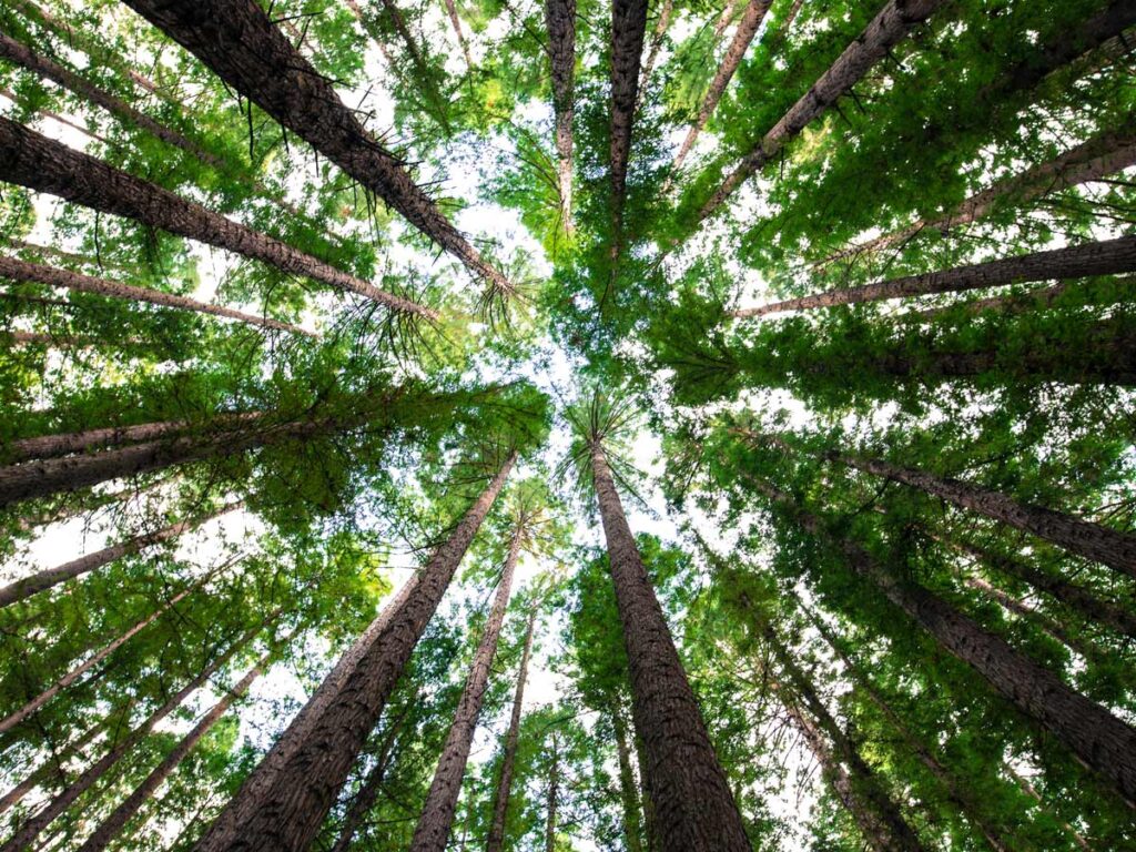 Trees.