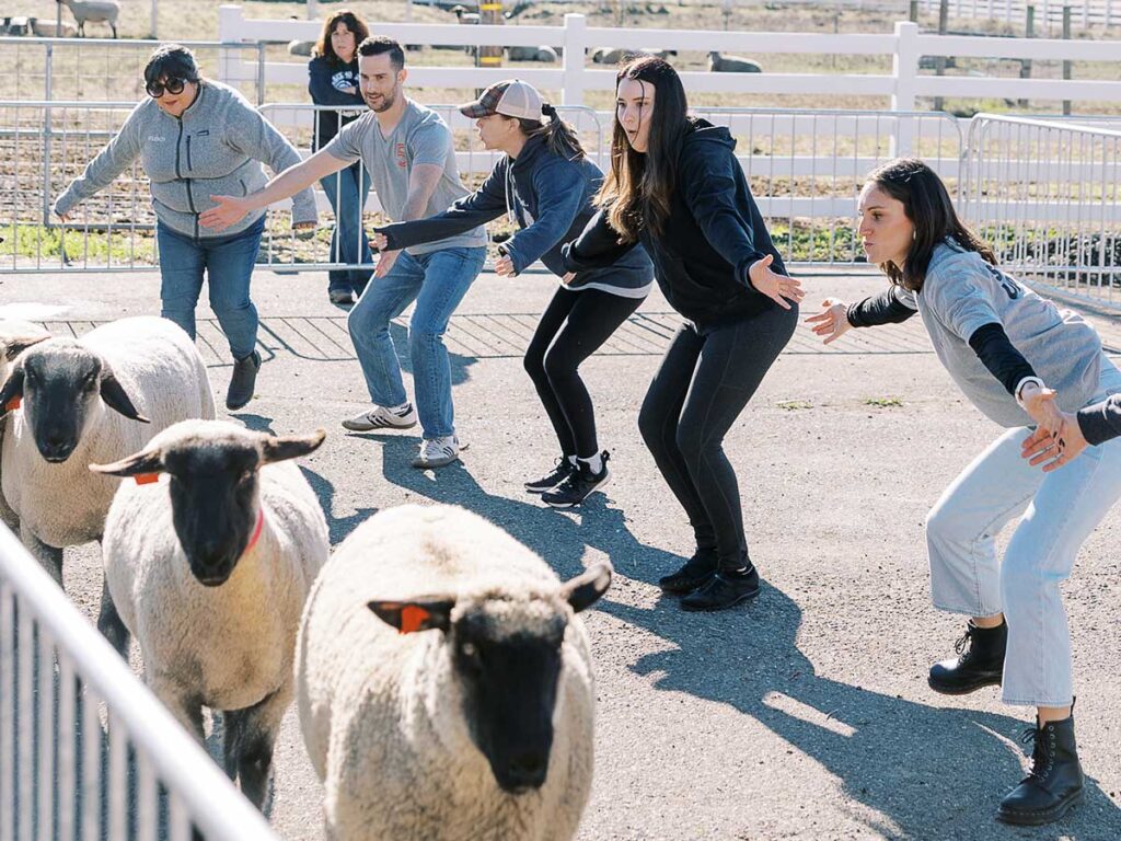 Group With Sheep