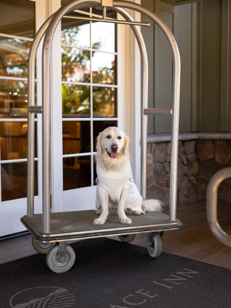 Dog Riding On The Luggage Cart