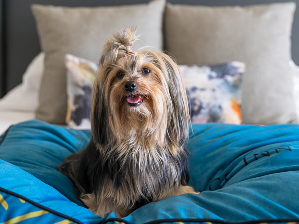 Dog On A Bed