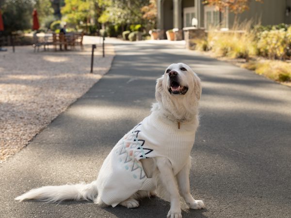 Happy golden retriever in a cozy sweater sitting on the path at River Terrace Inn, a pet-friendly hotel in Napa Valley